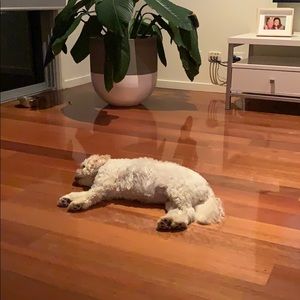 Meet your Posher, Lisa